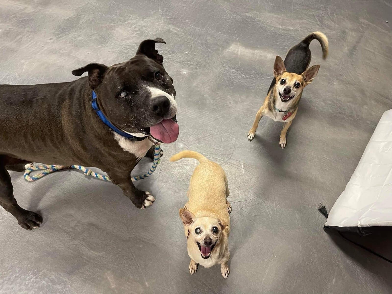 Three rescue dogs looking up at the camera