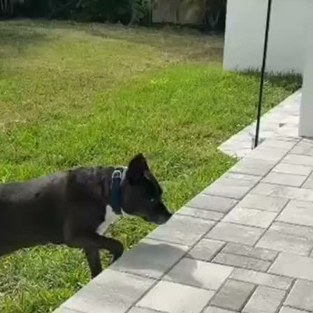 Choo trotting across the lawn
