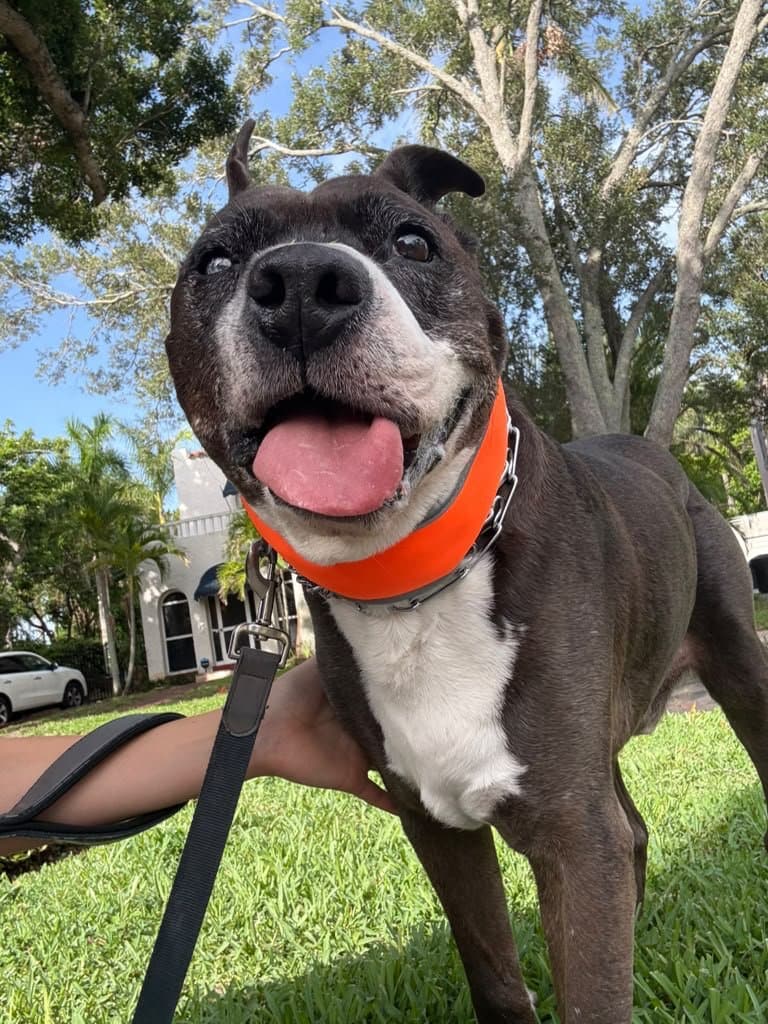 Choo smiling on the grass in an orange collar