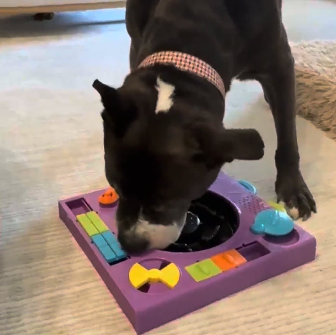 Choo eating from a puzzle feeder