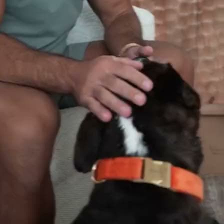 Choo getting a head scratch in his orange collar