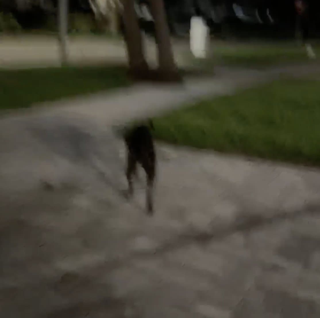Choo on an evening walk